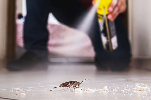 Best Exterminator Services  in Broadview, IL